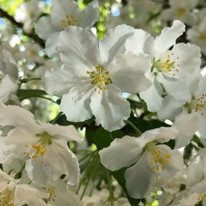 Meet your Posher, Brenda